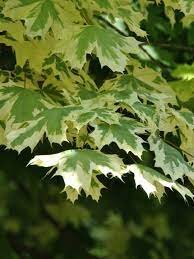 Acer Plat Drummondii