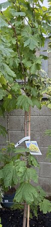 ACER PLAT. PRINCETON GOLD - image 2