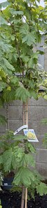 ACER PLAT. PRINCETON GOLD - image 2
