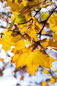 ACER PLAT. PRINCETON GOLD