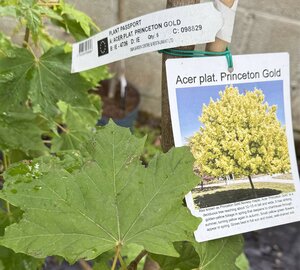 ACER PLAT. PRINCETON GOLD