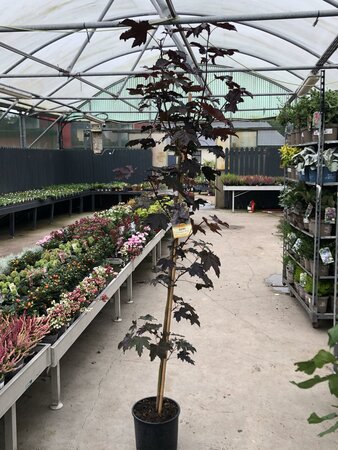 ACER PLATANOIDES CRIMSON KING