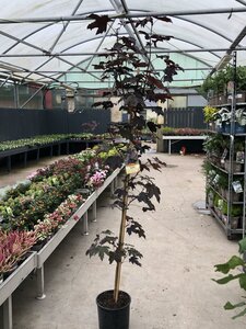 ACER PLATANOIDES CRIMSON KING