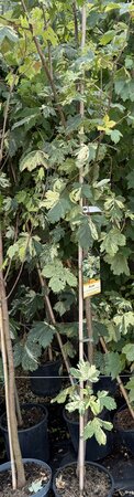 ACER PSEUDO. SIMON LOUIS FERRES