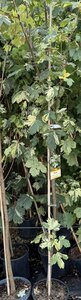 ACER PSEUDO. SIMON LOUIS FERRES