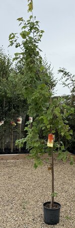 ACER RUBRUM AUTUMN FLAME - image 2