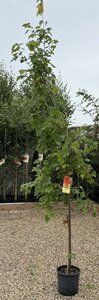 ACER RUBRUM AUTUMN FLAME - image 2