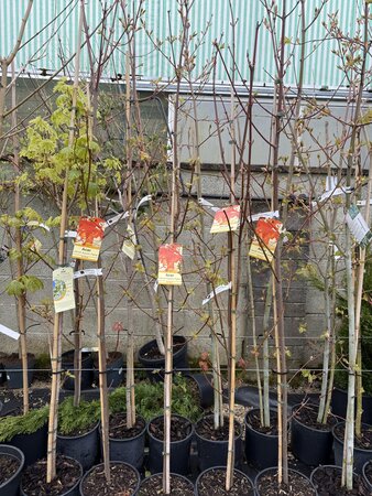 ACER RUBRUM AUTUMN FLAME