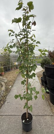 ACER RUBRUM AUTUNN FLAME