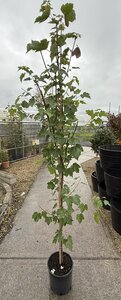 ACER RUBRUM AUTUNN FLAME