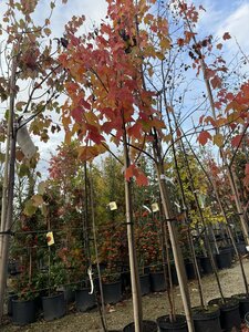 Acer rubrum 'Scanlon'
