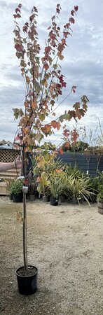 ACER RUBRUM SUN VALLEY