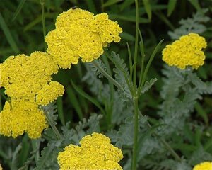 ACHILLEA fil. Cloth of Gold