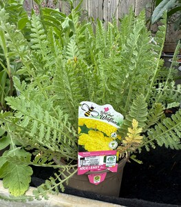 Achillea fill. 'Cloth of Gold'
