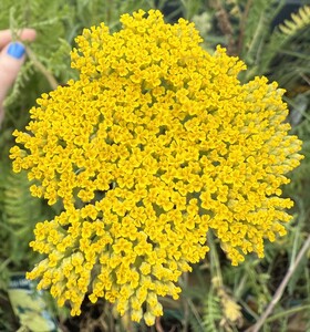 Achillea fill. 'Cloth of Gold' - image 1