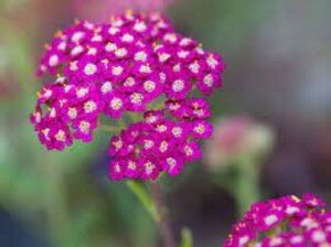 ACHILLEA mil. Cerise Queen