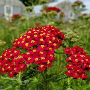 ACHILLEA mil. Paprika