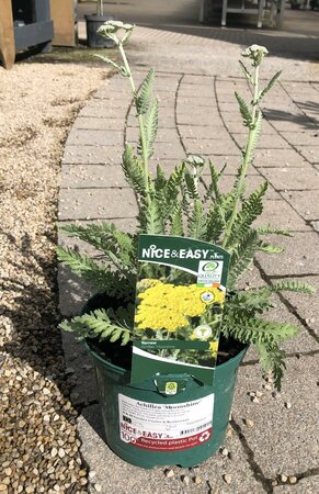 Achillea 'Moonshine' - image 1