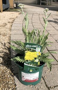 Achillea 'Moonshine' - image 1