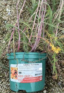 Achillea 'Terracotta' - image 2