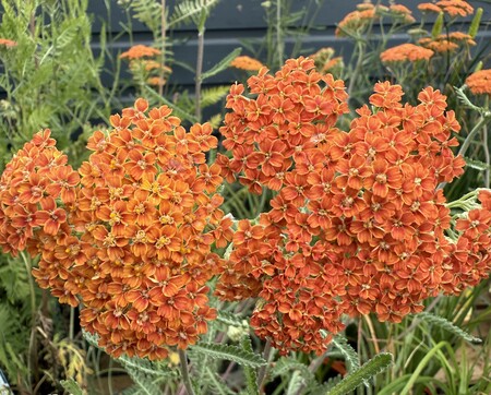 Achillea 'Terracotta' - image 1
