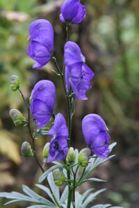 Aconitum 'Bressingham Spire'