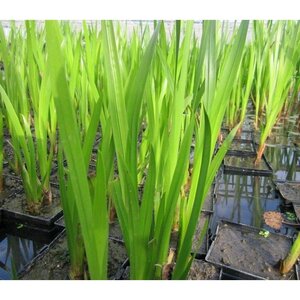 Acorus calamus / P9