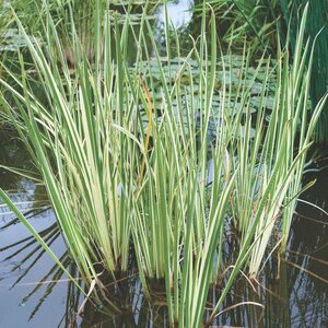 Acorus calamus 'Variegatus' / P9