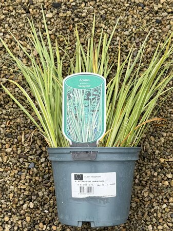 ACORUS GR. VARIEGATA