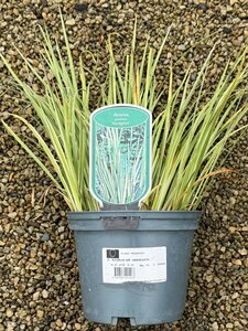 ACORUS GR. VARIEGATA