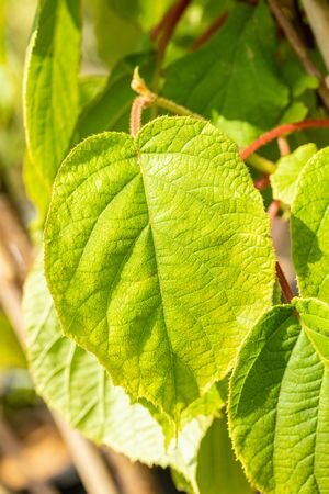 Actinidia chinensis 'Solo'
