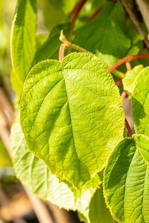 Actinidia chinensis 'Solo'