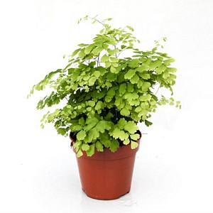 Adiantum fragrans