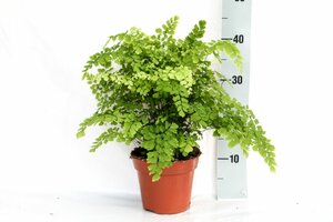 Adiantum raddianum 'Fragans'