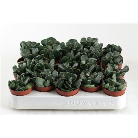 Adromischus cooperi