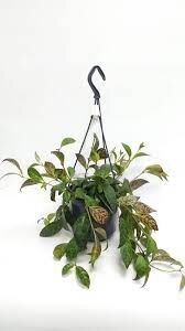 Aeschynanthus marmoratus / P18, hanging pot