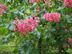 AESCULUS CARNEA BRIOTTII