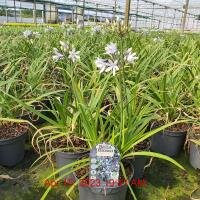 Agapanthus afr. twister