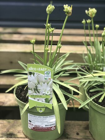 Agapanthus afric. Double Diamond