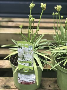 Agapanthus afric. Double Diamond
