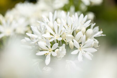 Agapanthus afric. Double Diamond