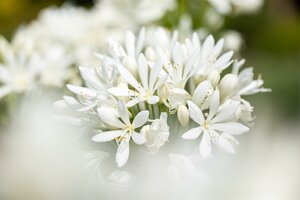 Agapanthus afric. Double Diamond