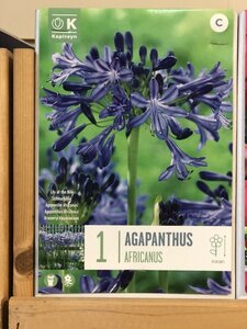 AGAPANTHUS AFRICANUS