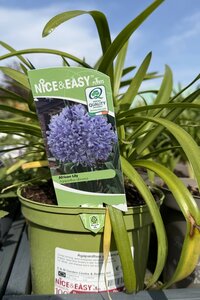 Agapanthus africanus