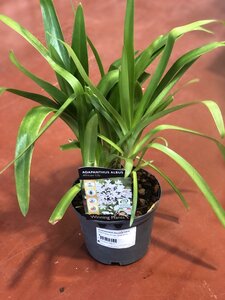 AGAPANTHUS africanus Albus