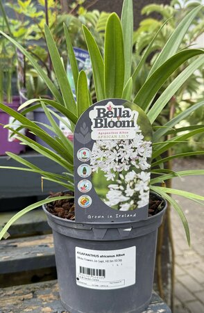 AGAPANTHUS africanus Albus