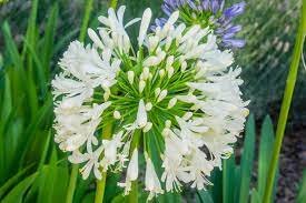 AGAPANTHUS africanus Albus