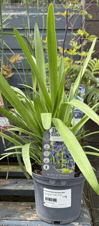 AGAPANTHUS africanus Blue