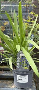 AGAPANTHUS africanus Blue