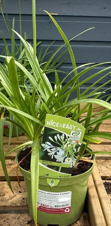 Agapanthus africanus Twister